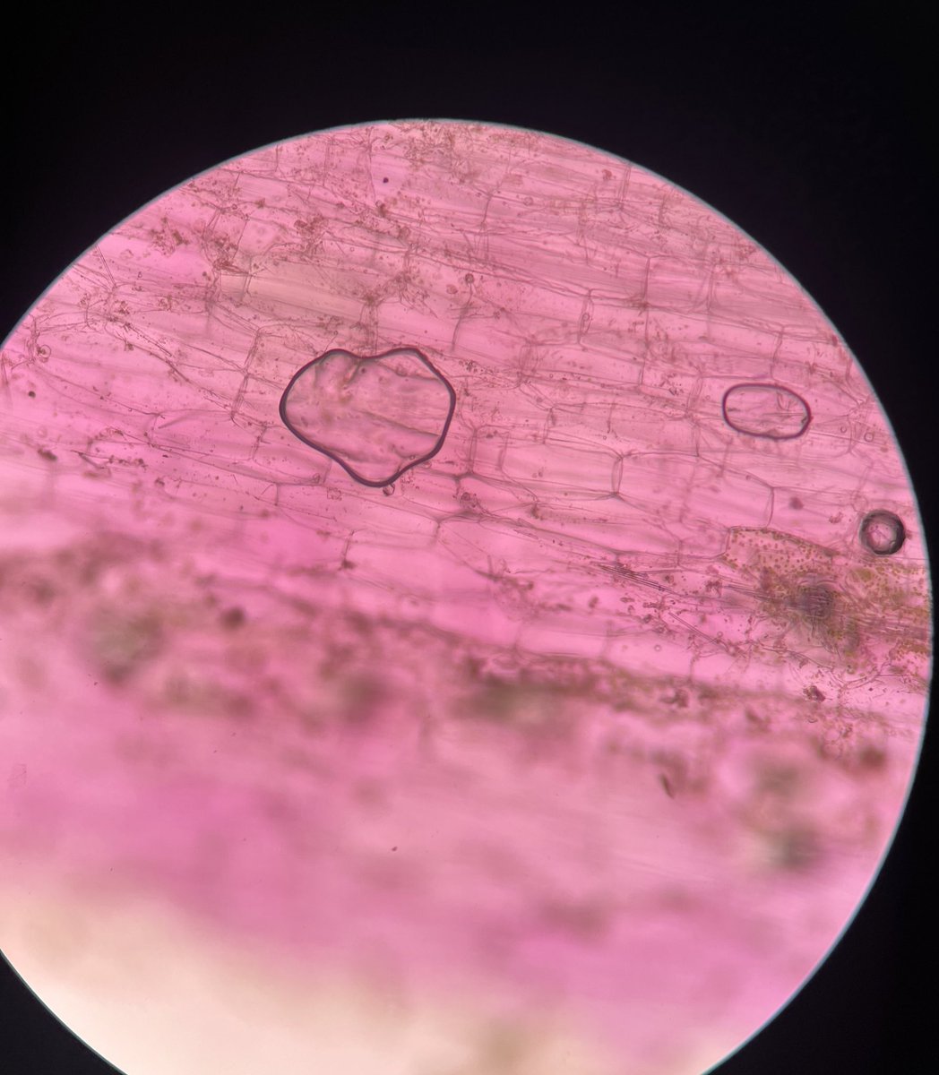 gyan pitbala da silva tweet media