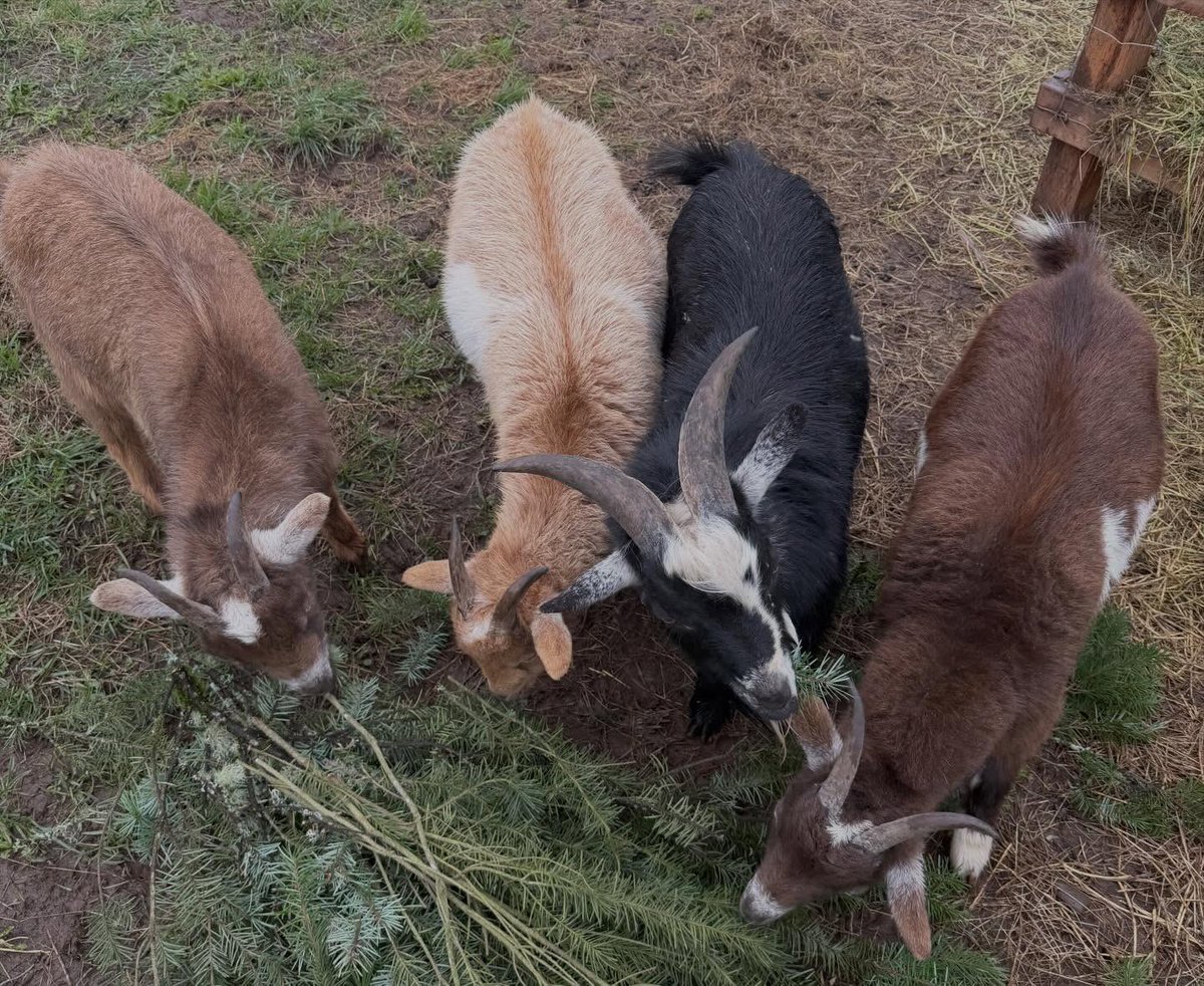 Madison Beer France tweet media