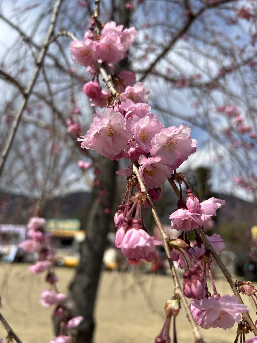 今日電車で移動してたら桜がチラ見えした🌸

もうそんな時期か。
今年も花見したいなあ…。

とりあえず去年だったか一昨年だったかの桜をあげておこう。