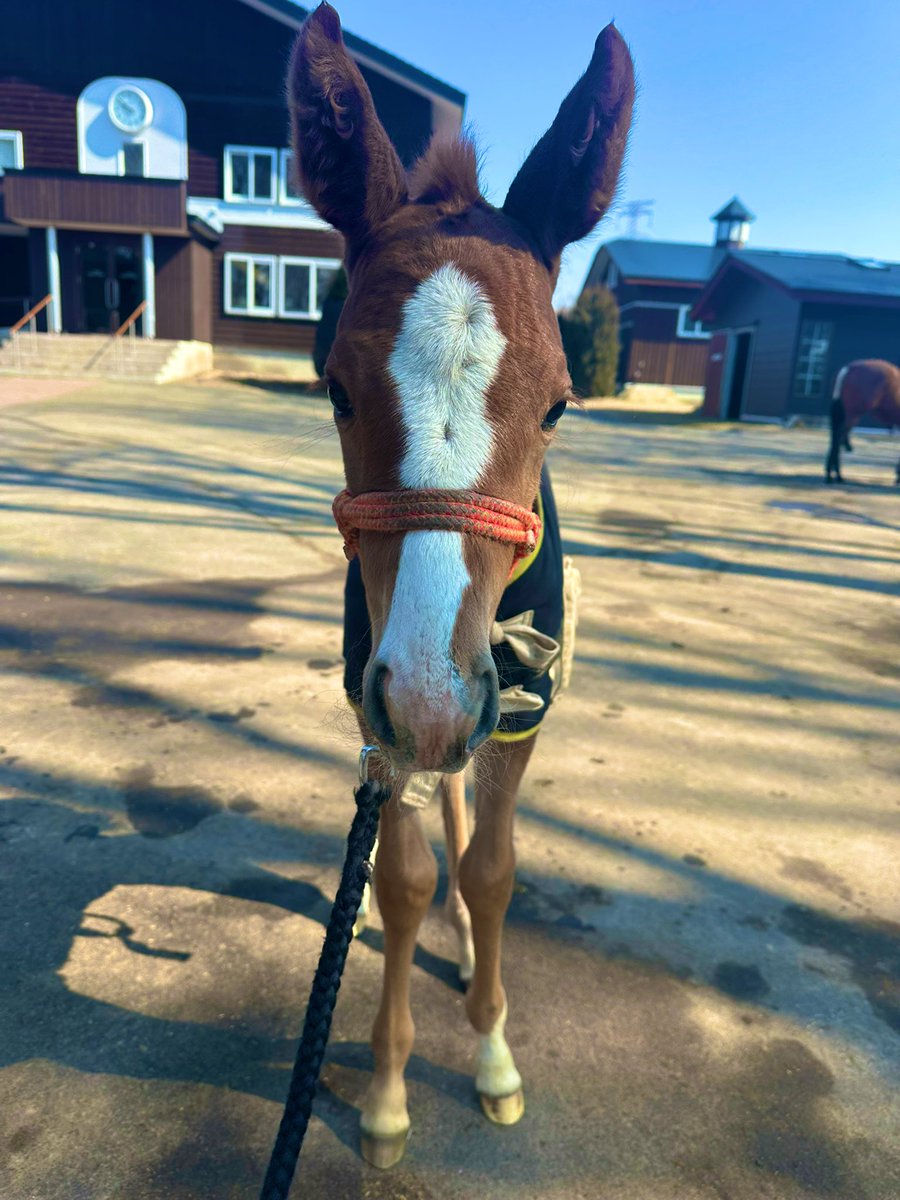 東　雄吾（辻牧場イヤリング厩舎長） tweet media