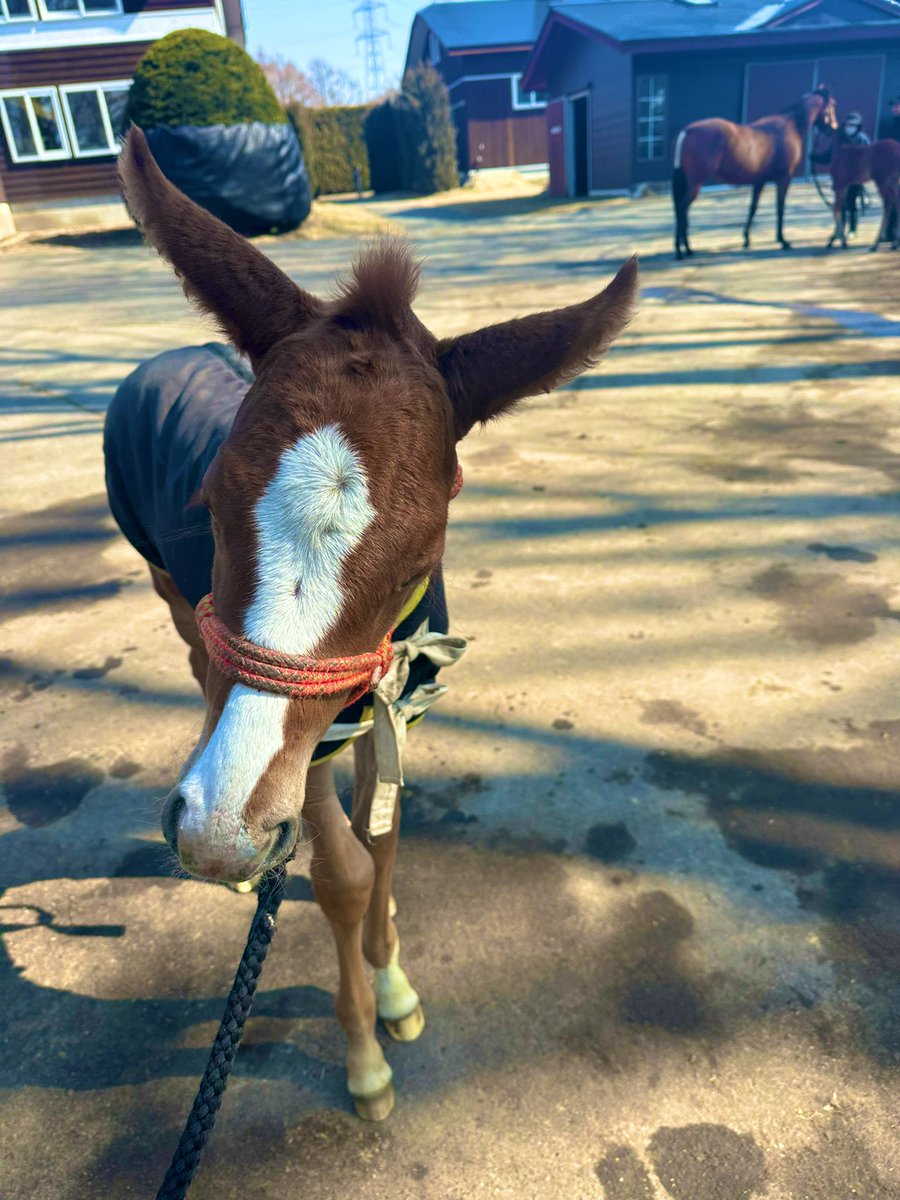 東　雄吾（辻牧場イヤリング厩舎長） tweet media