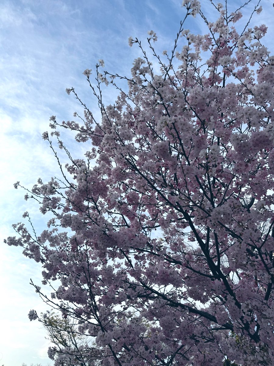 R u L u 🌻 tweet media