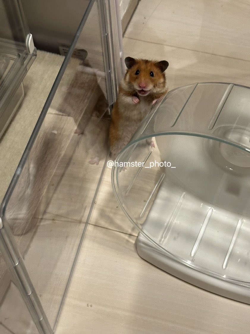 夫が撮るハムスターがかわいい tweet media