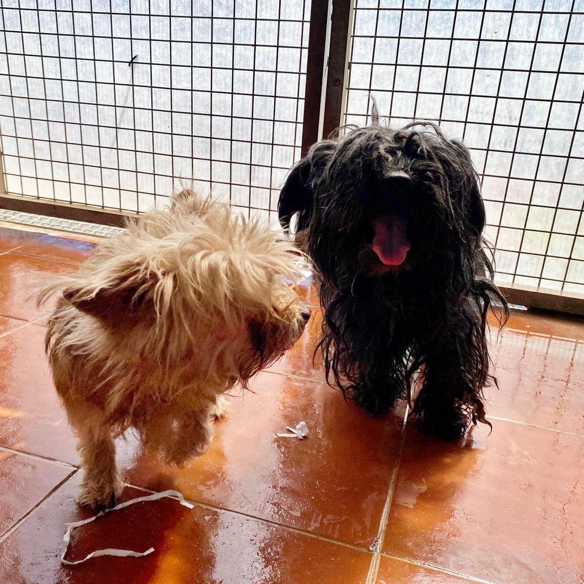 SOS Abuelos tweet media