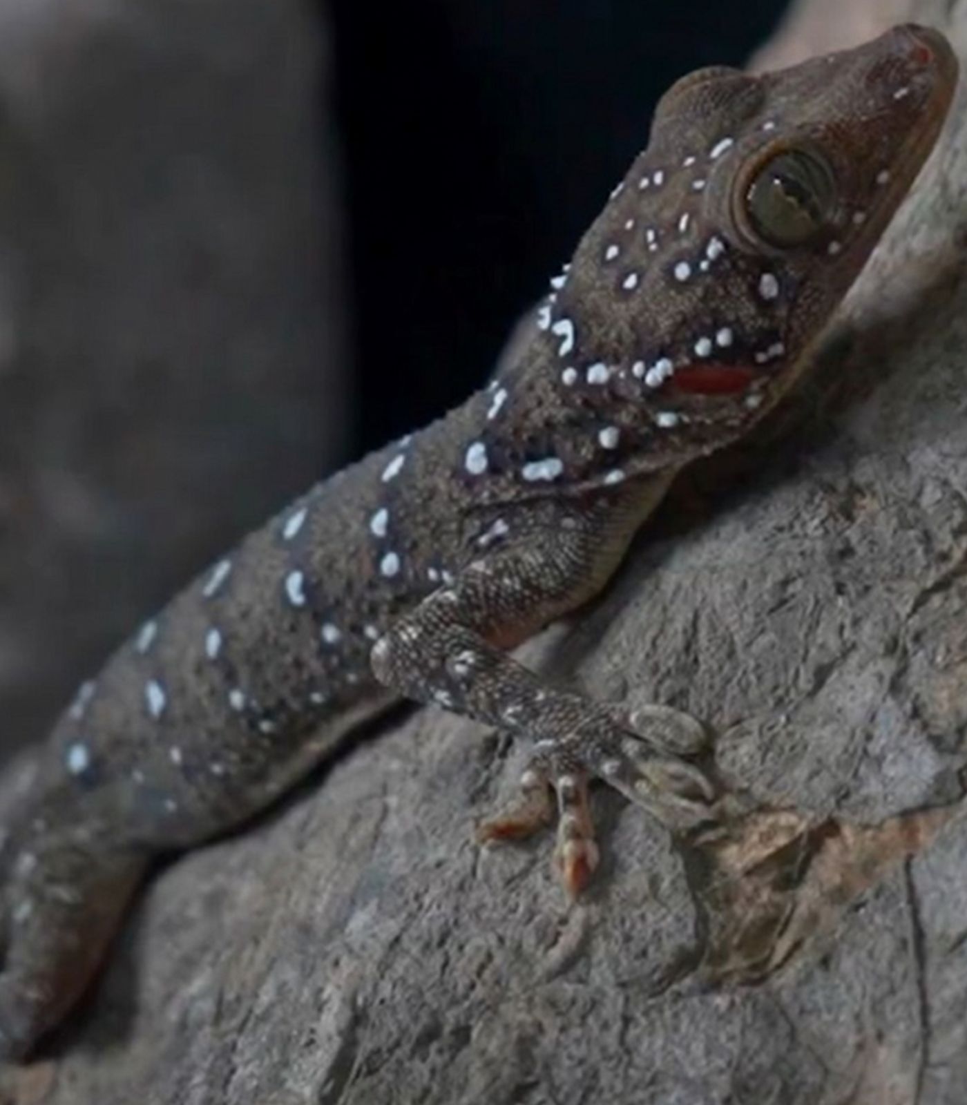 Dexerto (@Dexerto) on X