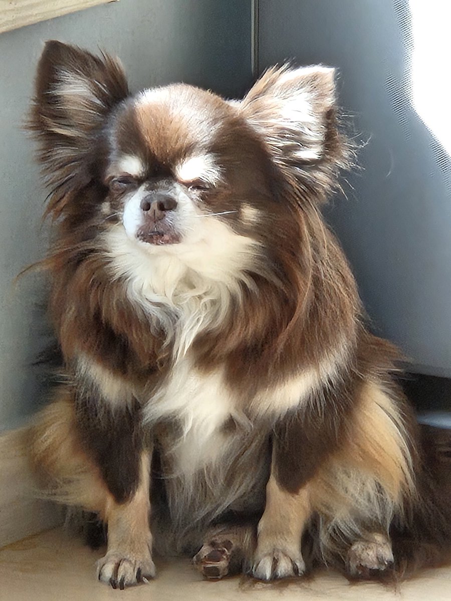 17kkami17's tweet photo. #chihuahua #kkami #チワワ #치와와 https://t.co/3fHHzLqsph
