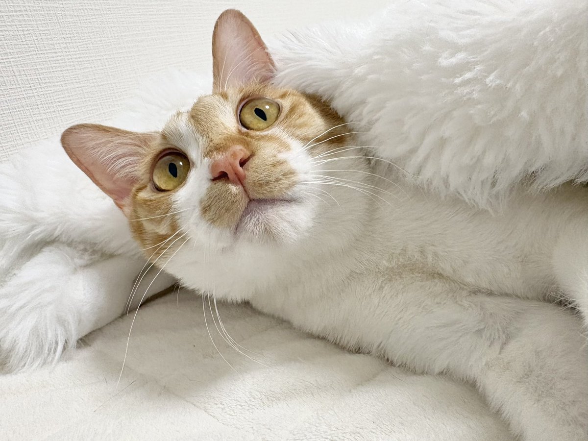 はみー tweet media