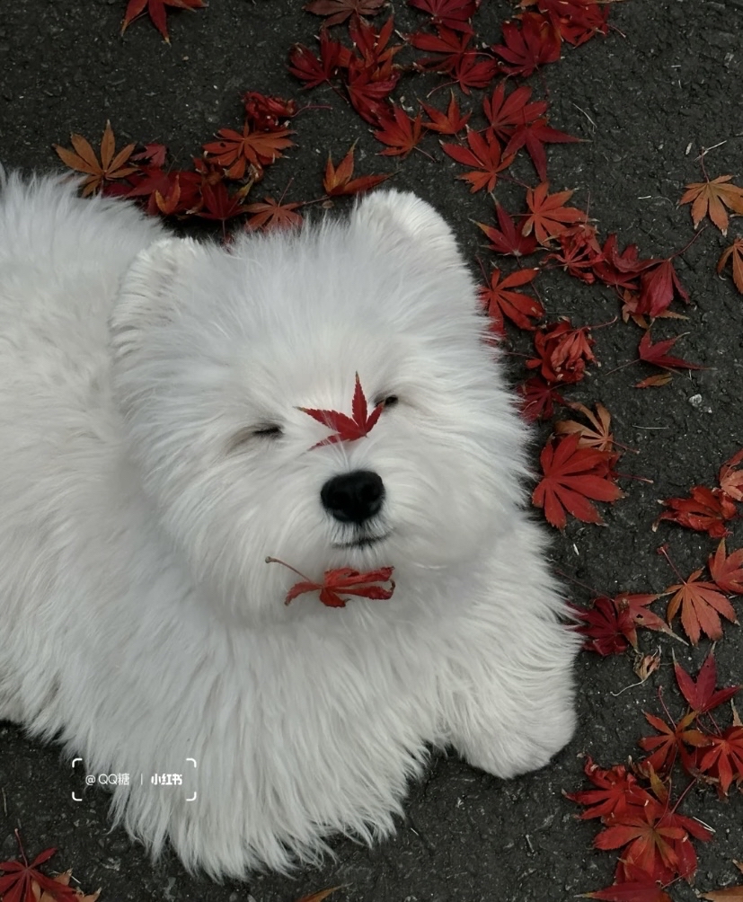 Adam McElroy tweet media