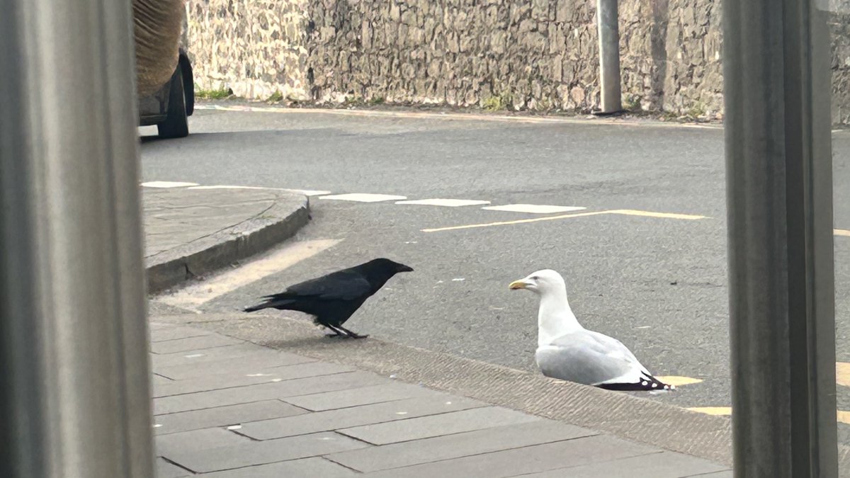 “Han” tweet media