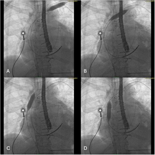 Mohamad mdaihly tweet media