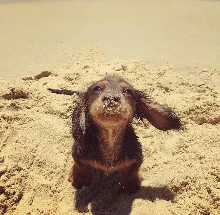 𝒯wilight S tweet media