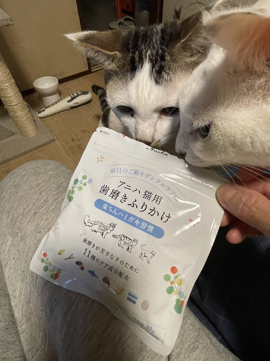 猫用歯磨きふりかけ買ってみた。ご飯にかけたらお魚味だからかやたら食いつきいいけど歯磨きになってるのかな。盗み食いしないように隠したけど探してるw