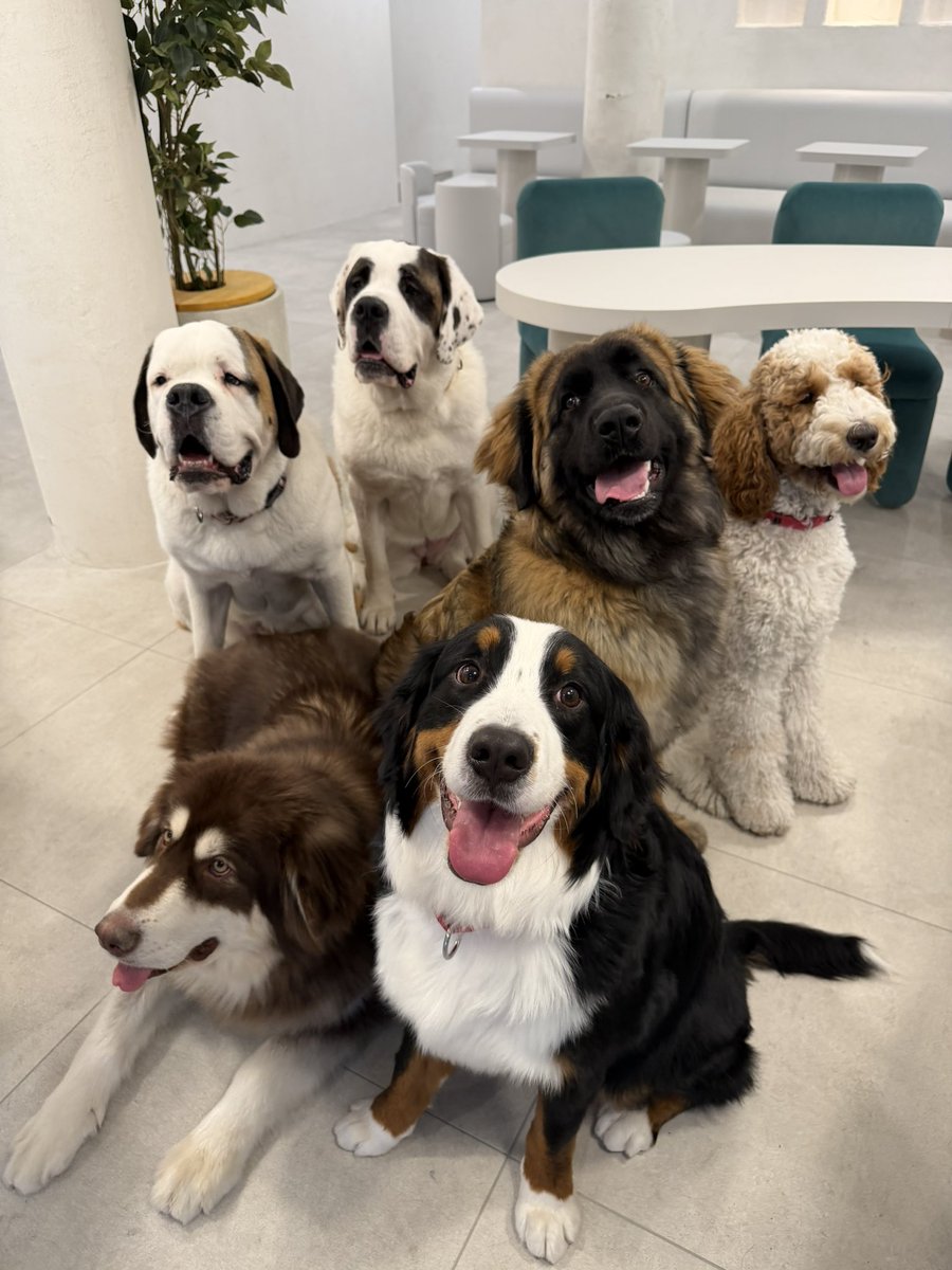 犬席屋 tweet media