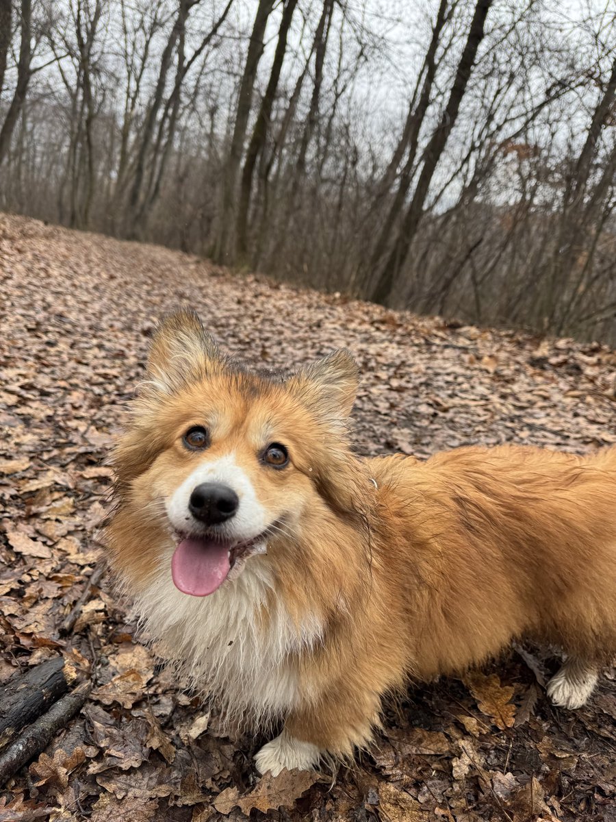 CorgiI tweet media