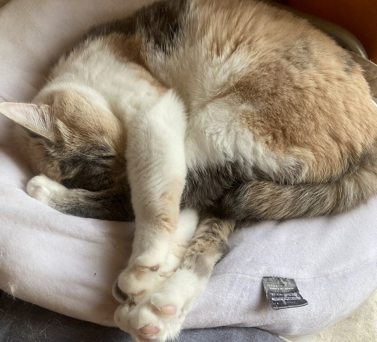 猫好きYOU | THE SOUND BEE HD | MARY RUE tweet media