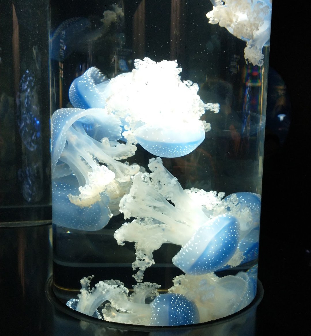 ♟️碧薔 否✧Aobara Ina✧🎭🦋 tweet media