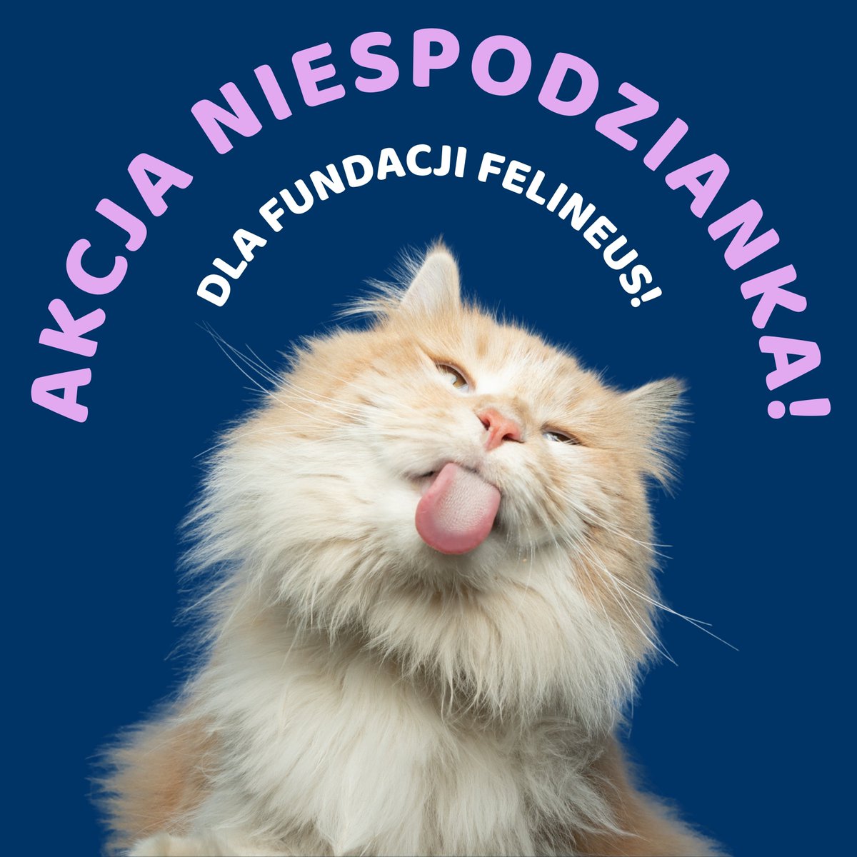 Miau Miauu - Izabela Wieczerzak tweet media