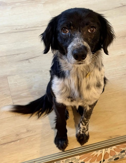 Missing Animaux 81 tweet media