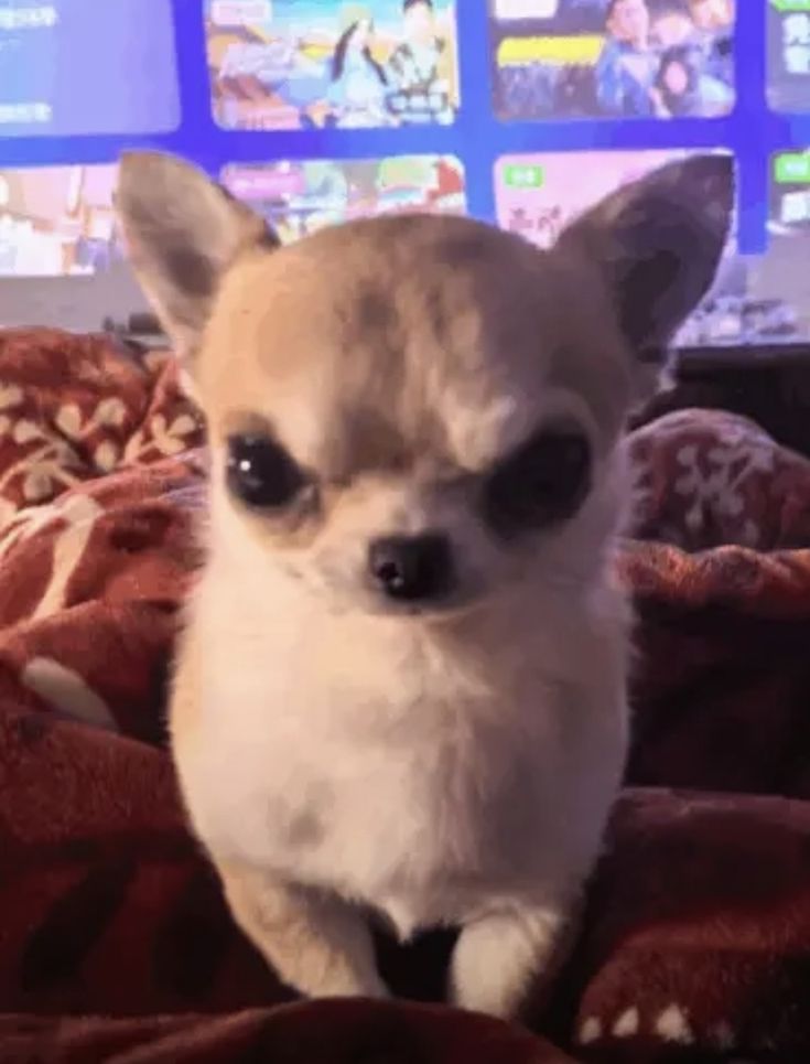 ˗ˏˋ꒰ haqi ꒱ tweet media