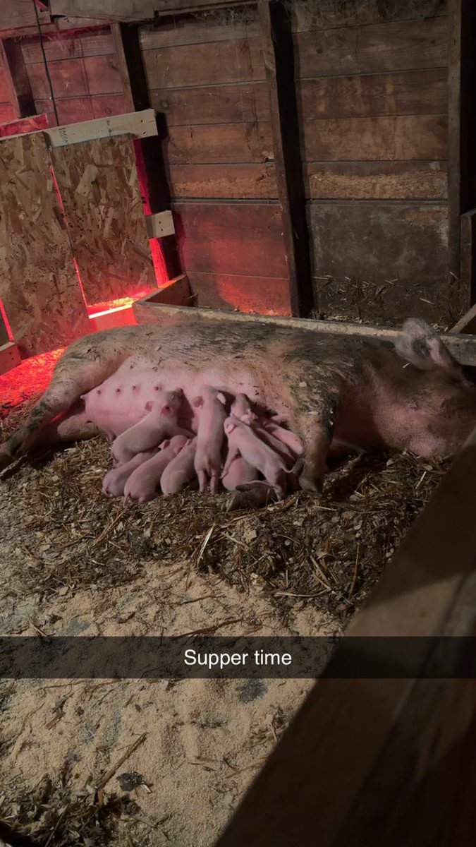 Dan Jones tweet media