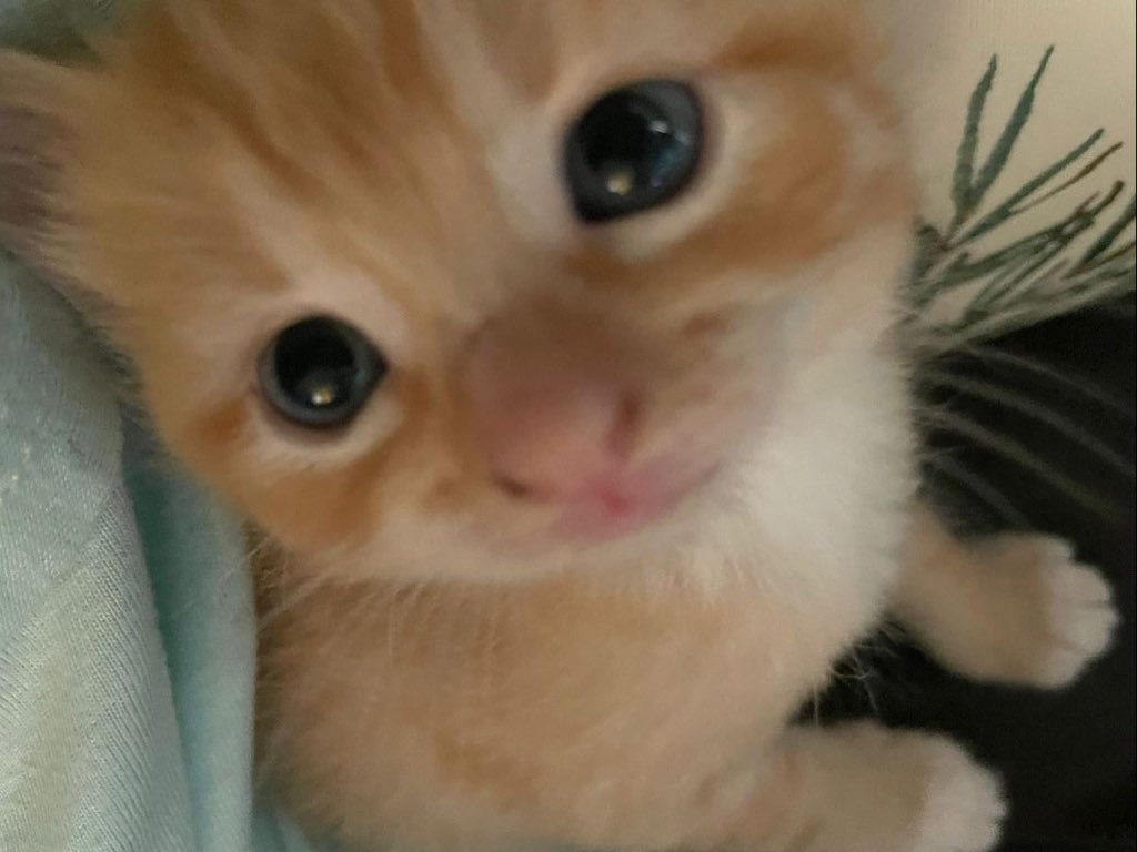 bibi 🎀 tweet media