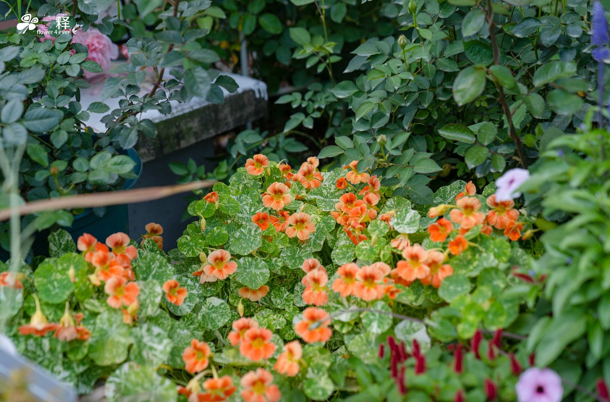 Alicia Beauchamp tweet media