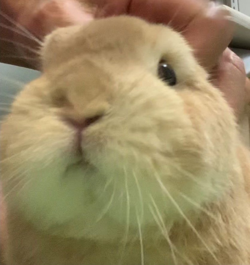 ꒰১툉໒꒱ tweet media