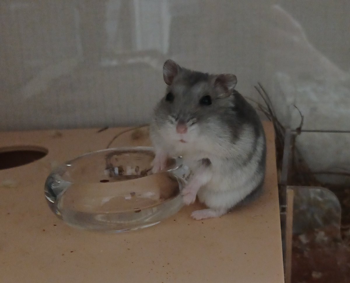 예거왕 tweet media