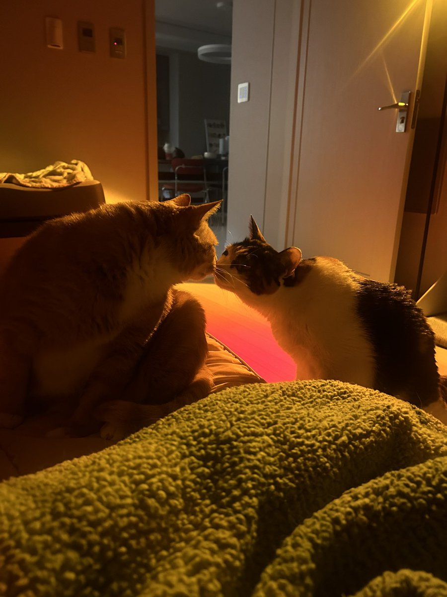 납작이에요🍙 tweet media