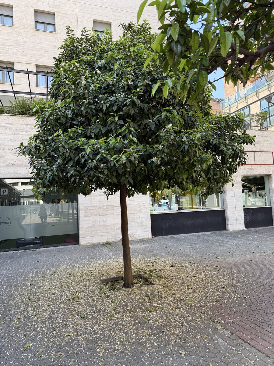 Macarena Serrano tweet media