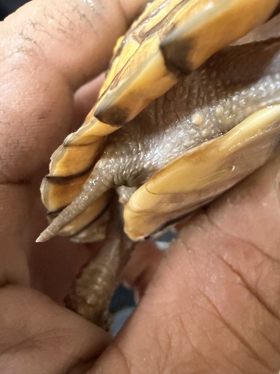 《⭐olion⭐》starlion tweet media