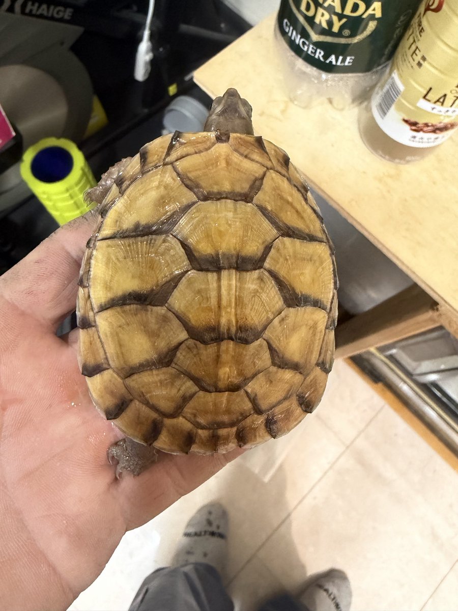 《⭐olion⭐》starlion tweet media