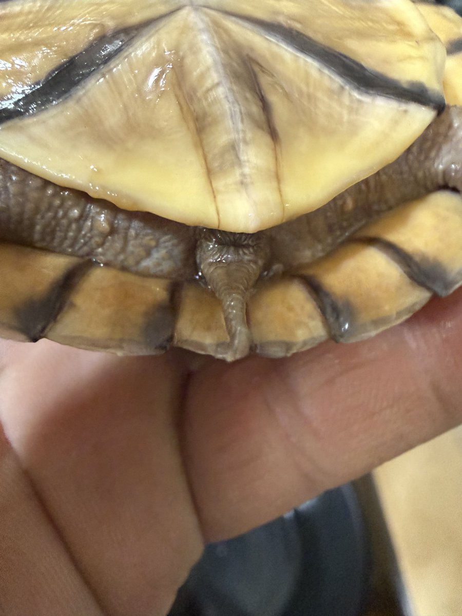 《⭐olion⭐》starlion tweet media