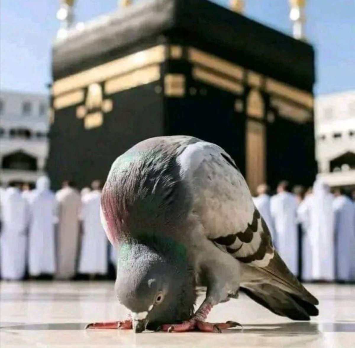 عمـــــران پٹھــــــان✵ৡ• tweet media