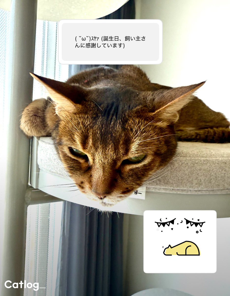 Yukiko Iyo🐈Catlog®（キャトログ）🐕️Pawlinq™（パウリンク） tweet media