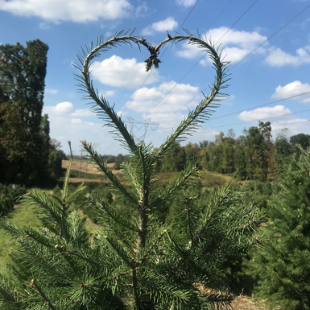 Trees for Troops tweet media