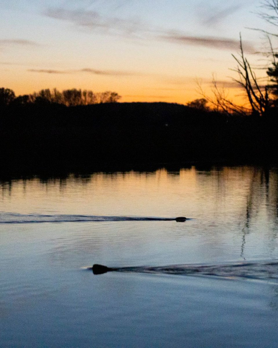 DailyReporter tweet media