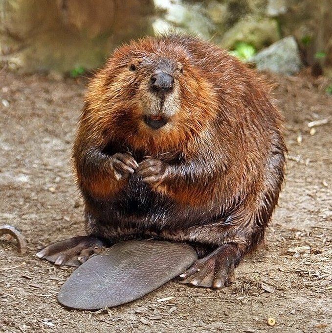 On this day in 1975, the Beaver became an official symbol of Canada.
It was an unofficial symbol for a very long time, but once New York State decided to make the beaver an official state animal, Canadians campaigned to "Keep the Beaver Canadian!"
This is the story.

🧵 1/10