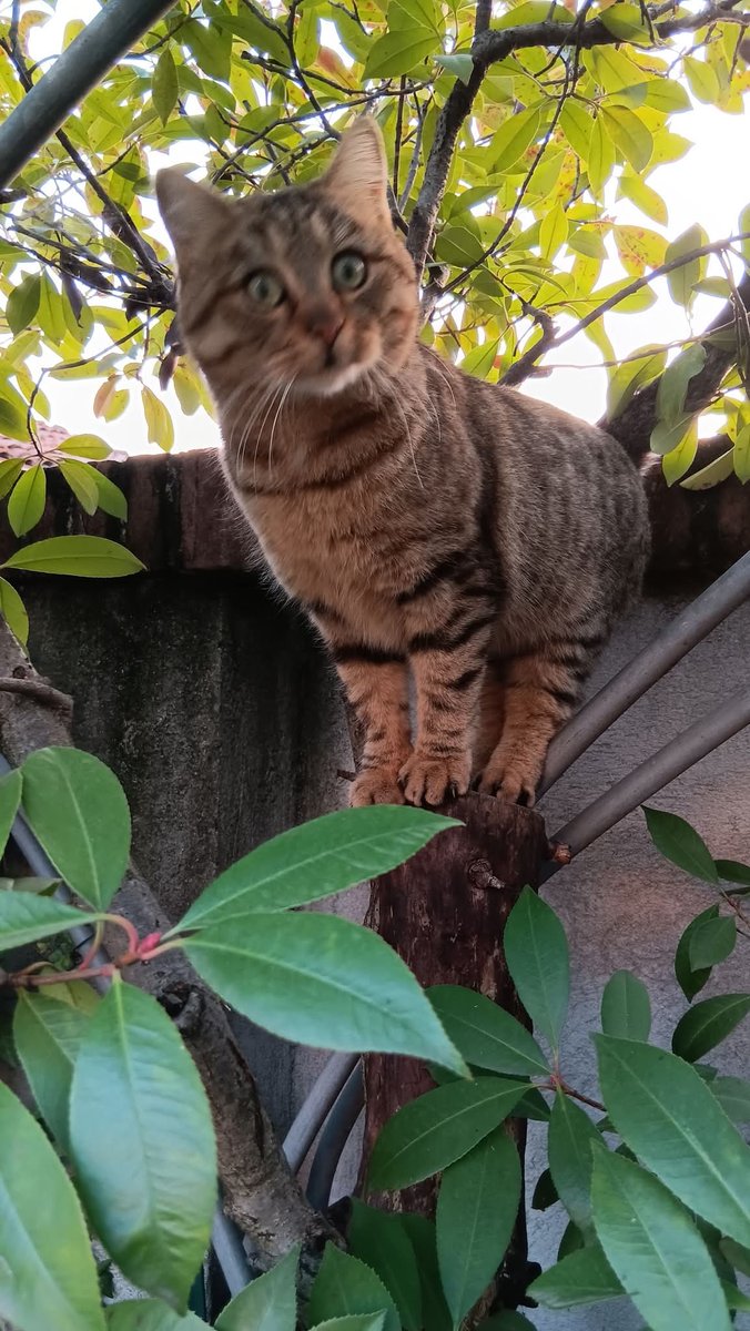 Serenella Raimondo tweet media