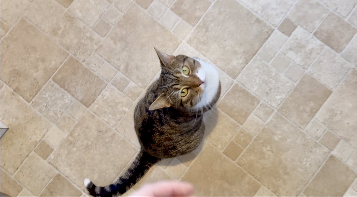 Atlas J. Lively ✨ tweet media