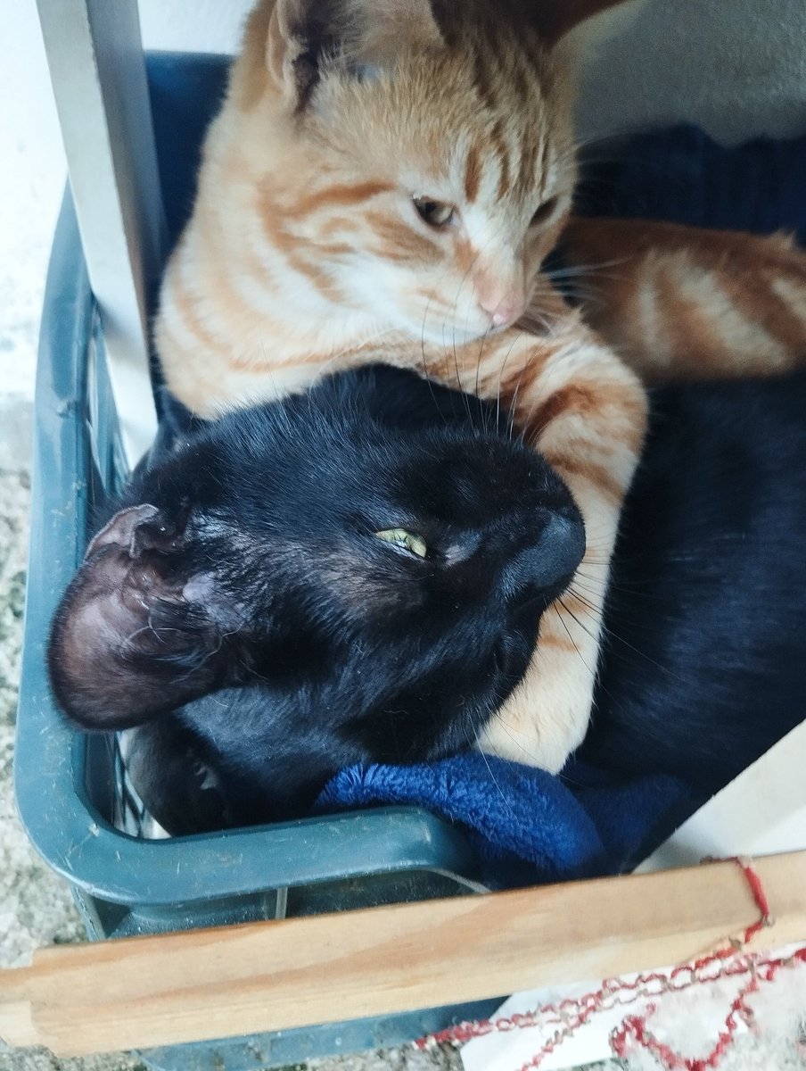 Akagami ~ Groovy Carajito 🦎 tweet media