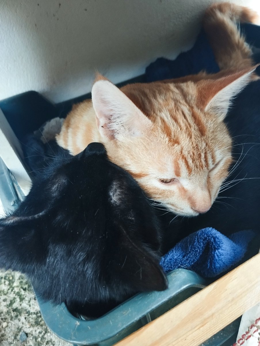 Akagami ~ Groovy Carajito 🦎 tweet media