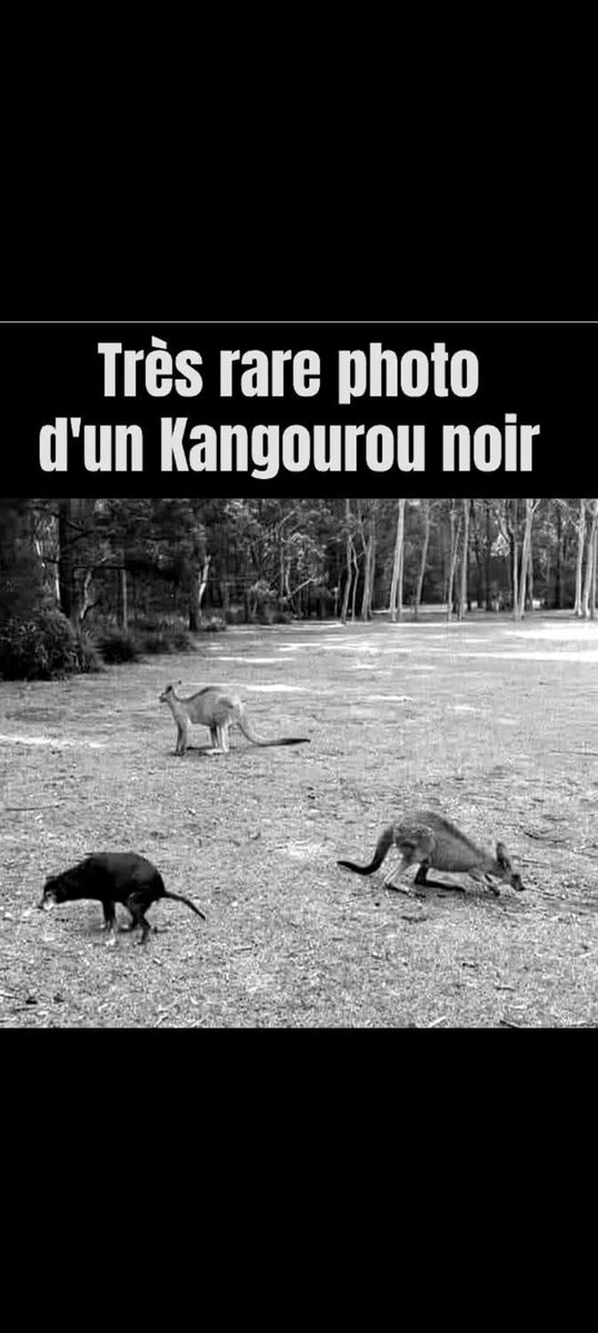 MANU 59 #Patriote❤️🇫🇷⚜️,#je soutiens le RN🇫🇷 tweet media