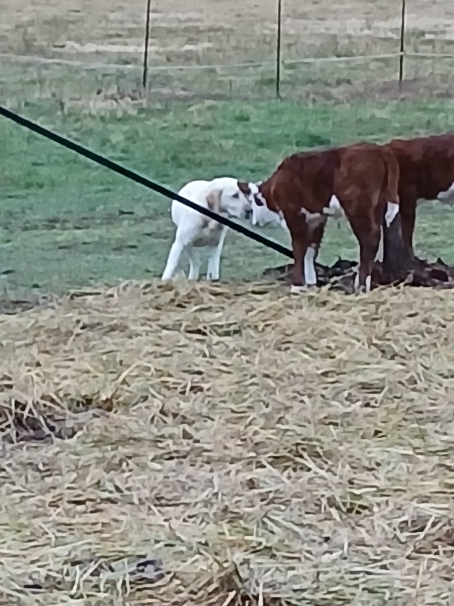 Richard Miscrea tweet media