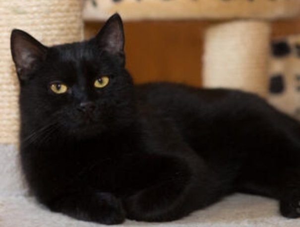 🌳 HTF 🌳 Parody 🍿 tweet media