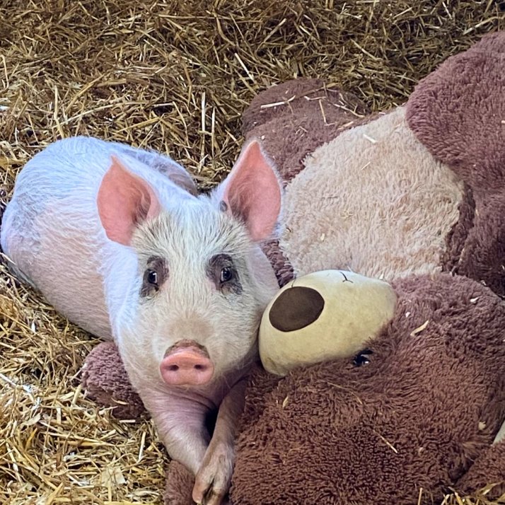 Pig of the Day 🐷 tweet media