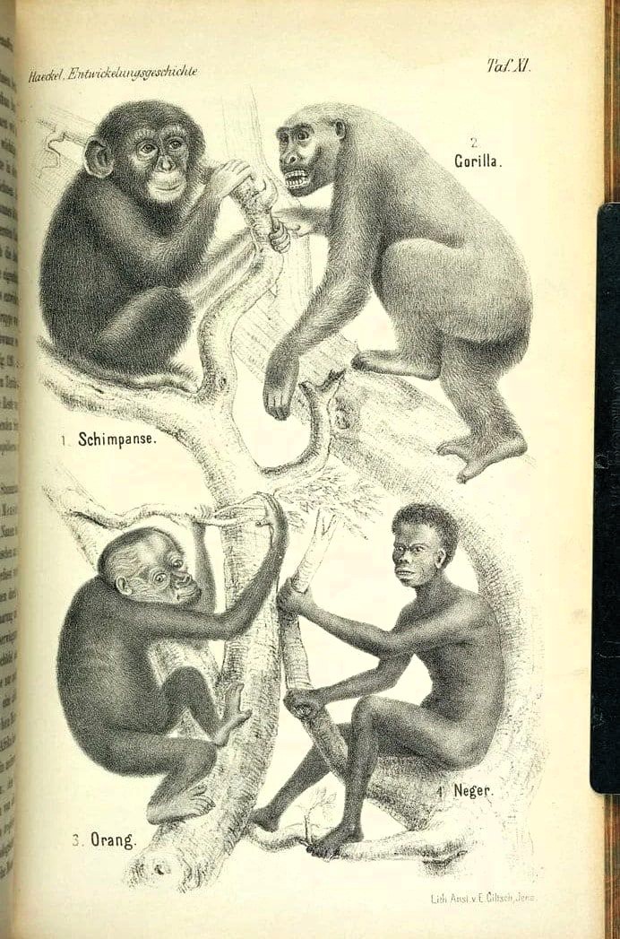 Der Magerhaser 🐰 tweet media