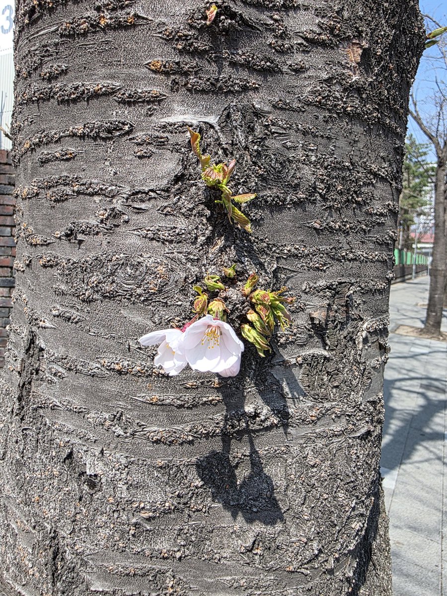 bini_so_ng tweet media