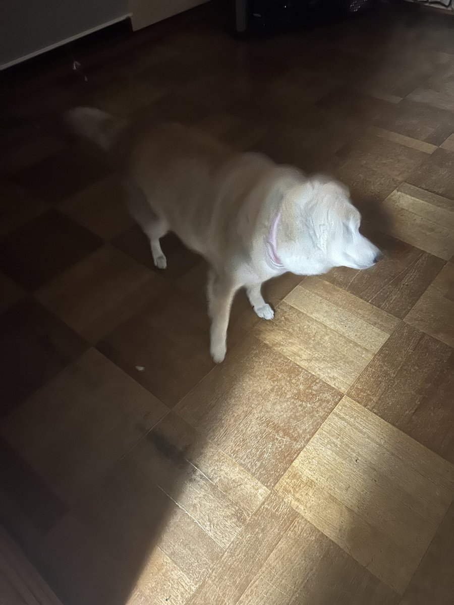 おやthみなさい tweet media