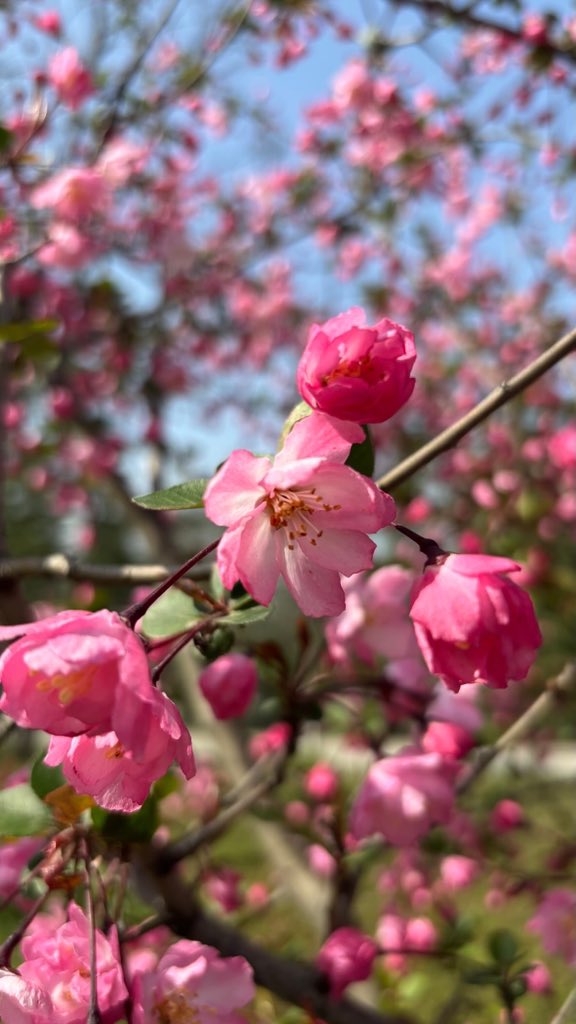 gikko 金道诺 🇧🇷🇨🇳 tweet media